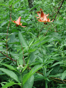Photo By: Tim Howard. Photo taken: Lewis County, NY on 14 July 2005